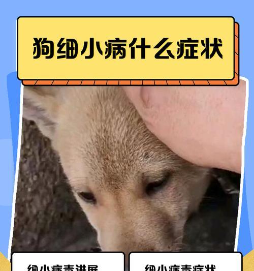 狗狗细小病毒潜伏期的长短揭秘（细小病毒潜伏期与预防关键要点分析）