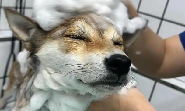 狗狗洗澡的频率与注意事项（探讨2岁狗狗洗澡的最佳频率和正确方法）