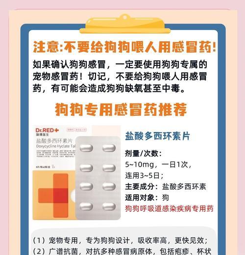 小狗感冒的康复时间及治疗方法（了解小狗感冒的症状与治愈时间，保护你的毛小孩）