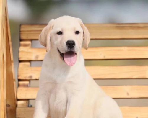 拉布拉多的成年时期(了解拉布拉多成长的过程,让它健康快乐地成年) 拉布拉多的成年时期(了解拉布拉多成长的过程,让它健康快乐地成年)