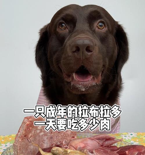 拉布拉多的成年时期(了解拉布拉多成长的过程,让它健康快乐地成年) 拉布拉多的成年时期(了解拉布拉多成长的过程,让它健康快乐地成年)