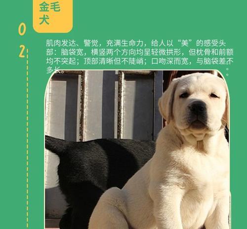 拉布拉多的成年时期(了解拉布拉多成长的过程,让它健康快乐地成年) 拉布拉多的成年时期(了解拉布拉多成长的过程,让它健康快乐地成年)