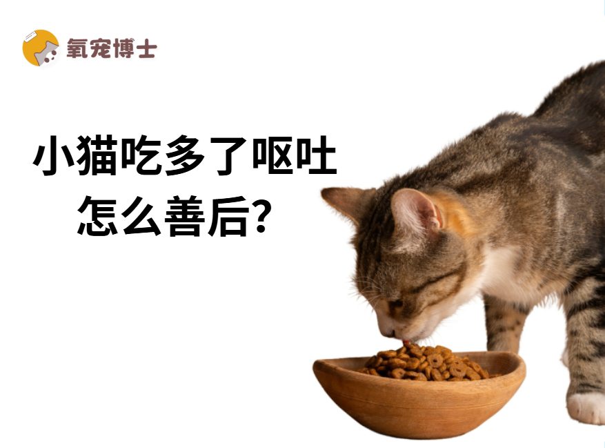 小猫吃多了吐了怎么办？别慌！教你科学处理