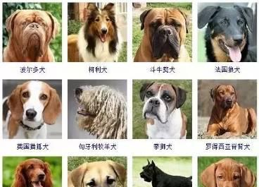 大型狗品种与特点(探索大型狗的多样性和魅力) 大型狗品种与特点(探索大型狗的多样性和魅力)