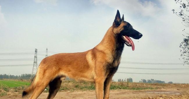 大型狗品种与特点(探索大型狗的多样性和魅力) 大型狗品种与特点(探索大型狗的多样性和魅力)