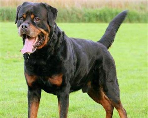 大型狗品种与特点(探索大型狗的多样性和魅力) 大型狗品种与特点(探索大型狗的多样性和魅力)