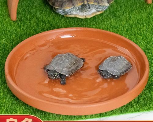 陆龟泡澡的时间和方法（揭秘陆龟泡澡的秘密，探讨适宜的泡澡时间）