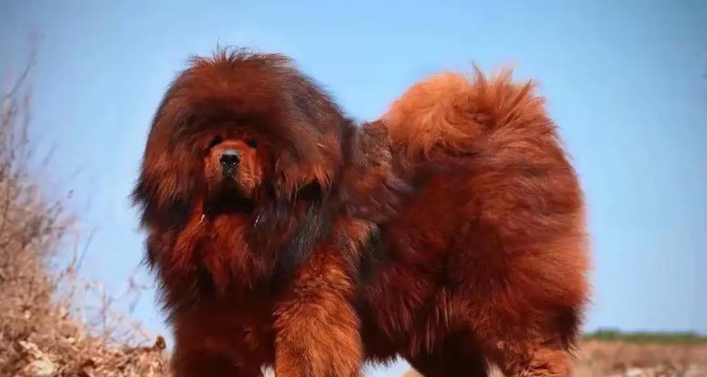 探秘藏獒的品种多样性与特点（了解藏獒的不同种类及其独特之处）