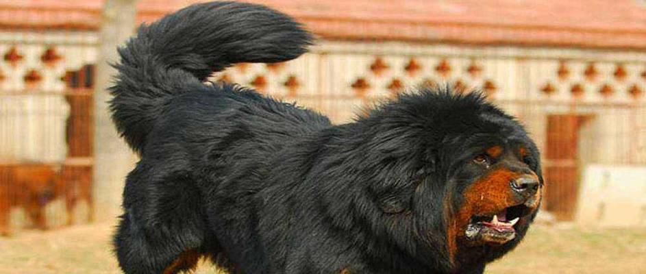 探秘藏獒的品种多样性与特点（了解藏獒的不同种类及其独特之处）