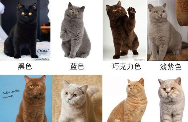 波斯猫的颜色与眼睛特征(波斯猫的多样颜色及其眼睛之美) 波斯猫的颜色与眼睛特征(波斯猫的多样颜色及其眼睛之美)