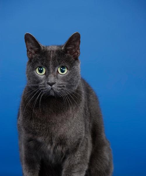 波斯猫的颜色与眼睛特征(波斯猫的多样颜色及其眼睛之美) 波斯猫的颜色与眼睛特征(波斯猫的多样颜色及其眼睛之美)