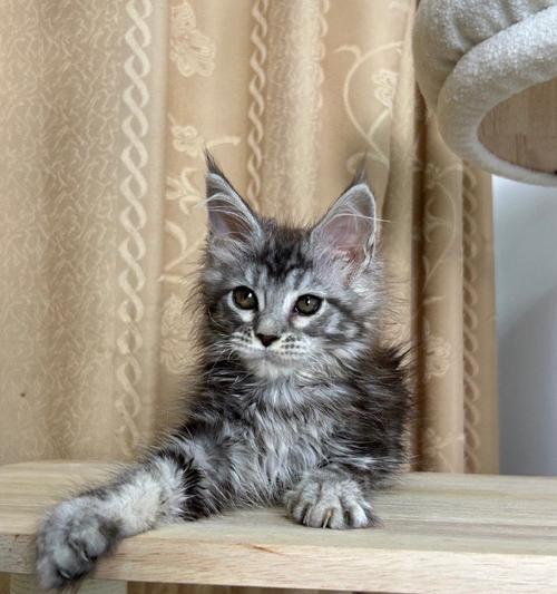 波斯猫的颜色与眼睛特征(波斯猫的多样颜色及其眼睛之美) 波斯猫的颜色与眼睛特征(波斯猫的多样颜色及其眼睛之美)