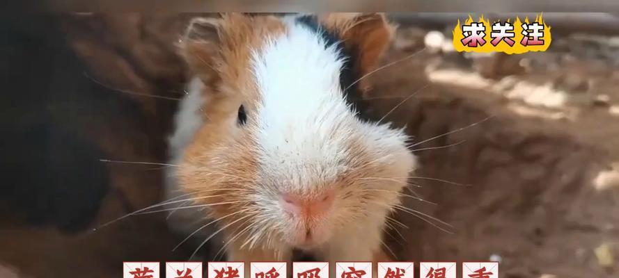 荷兰猪咬人的原因及如何预防（了解荷兰猪攻击的原因，确保与宠物的安全）
