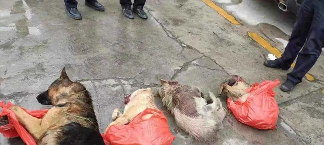 小狗误食老鼠药后的死亡时间（了解小狗误食老鼠药后的危险性与处理方法）