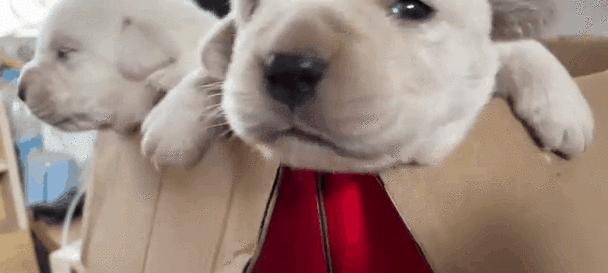 小狗误食老鼠药后的死亡时间（了解小狗误食老鼠药后的危险性与处理方法）