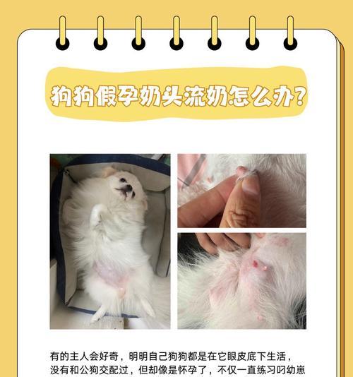 狗受孕后多久生?(了解狗繁殖周期及产仔过程的) 狗受孕后多久生?(了解狗繁殖周期及产仔过程的)