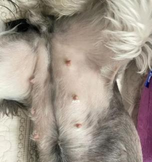 狗受孕后多久生?(了解狗繁殖周期及产仔过程的) 狗受孕后多久生?(了解狗繁殖周期及产仔过程的)