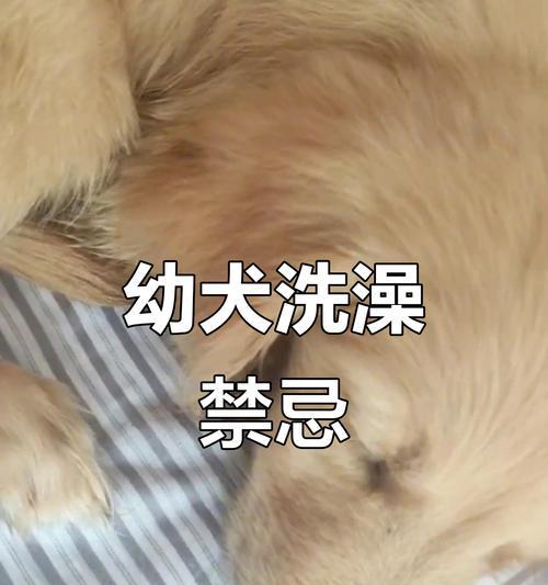 金毛犬洗澡的最佳频率及注意事项（金毛犬洗澡的时间间隔和洗澡前后的护理方法）