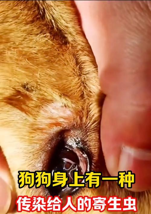 揭秘狗狗皮肤虫——症状、防治与护理(狗狗皮肤虫的种类及常见症状,如何预防和治疗,正确的皮肤护理) 揭秘狗狗皮肤虫——症状、防治与护理(狗狗皮肤虫的种类及常见症状,如何预防和治疗,正确的皮肤护理)