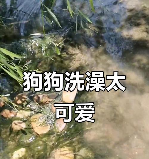 金毛犬洗澡的最佳频率及注意事项（金毛犬洗澡的时间间隔和洗澡前后的护理方法）