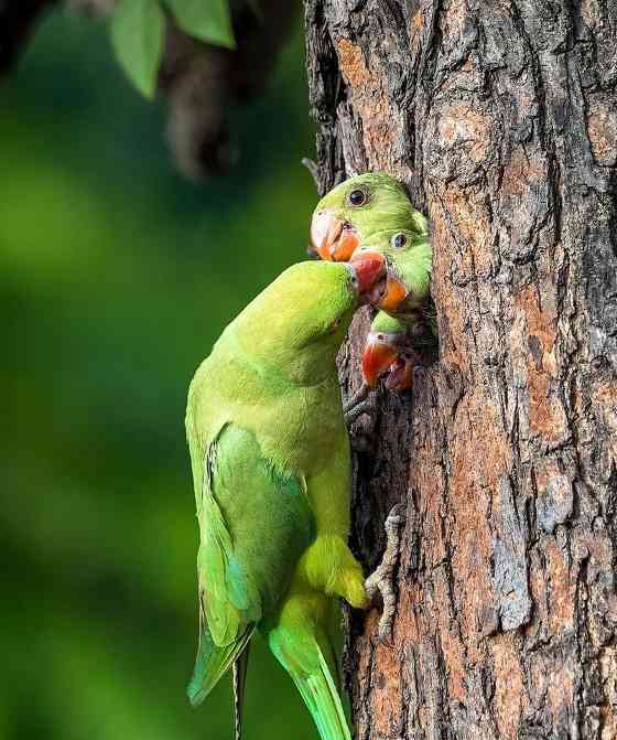 鹦鹉类鸟的多样品种及特征（探索鹦鹉类鸟的丰富多样性及特点）