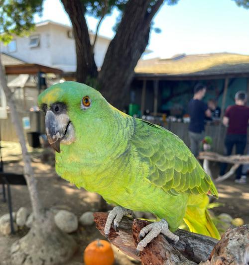 鹦鹉类鸟的多样品种及特征（探索鹦鹉类鸟的丰富多样性及特点）