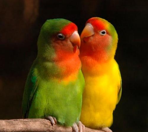 鹦鹉类鸟的多样品种及特征（探索鹦鹉类鸟的丰富多样性及特点）