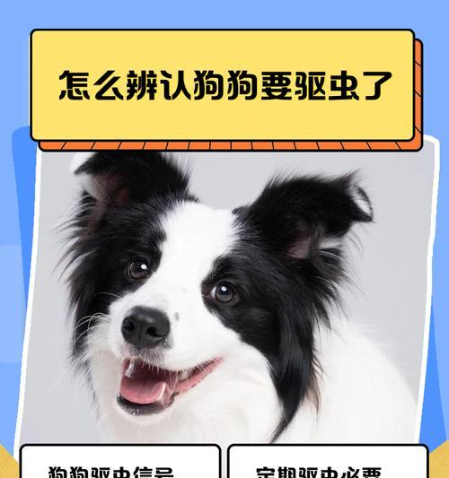 狗驱虫后多久可以出门?(让宠物狗在驱虫后安全出门的最佳时间点) 狗驱虫后多久可以出门?(让宠物狗在驱虫后安全出门的最佳时间点)