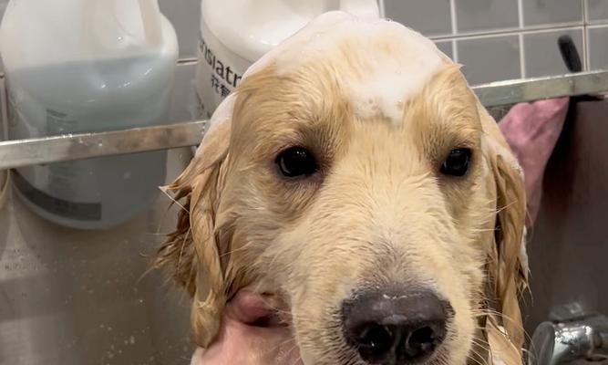 小狗伤口能洗澡吗?(小狗伤口洗澡的时间要掌握好) 小狗伤口能洗澡吗?(小狗伤口洗澡的时间要掌握好)