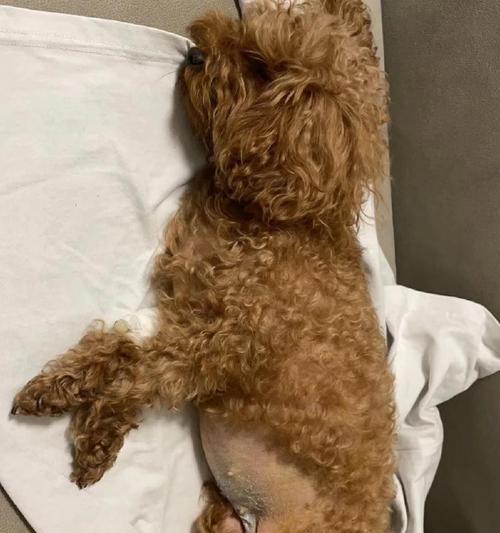 狗子宫癌的症状及早期预防(了解狗子宫癌的常见症状,提早预防保护您的毛孩) 狗子宫癌的症状及早期预防(了解狗子宫癌的常见症状,提早预防保护您的毛孩)