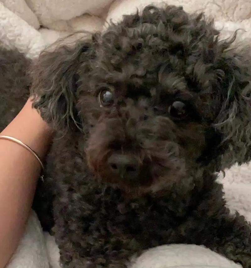 狗子宫癌的症状及早期预防(了解狗子宫癌的常见症状,提早预防保护您的毛孩) 狗子宫癌的症状及早期预防(了解狗子宫癌的常见症状,提早预防保护您的毛孩)