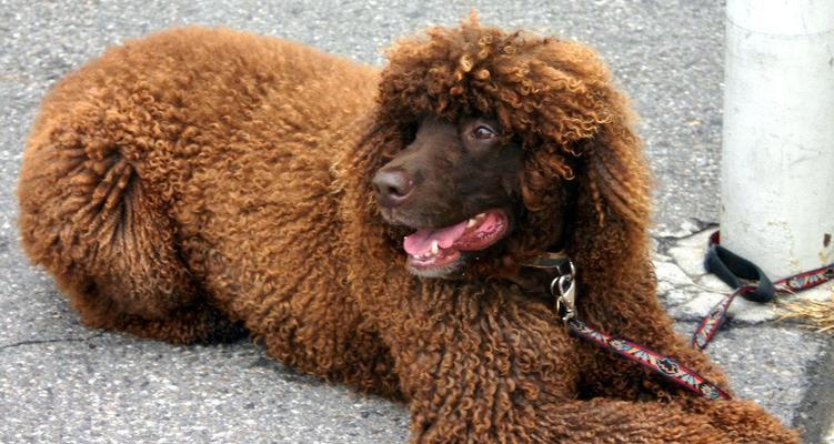 探秘卷毛狗狗的奇特魅力(卷毛狗狗的品种、特点及饲养技巧) 探秘卷毛狗狗的奇特魅力(卷毛狗狗的品种、特点及饲养技巧)