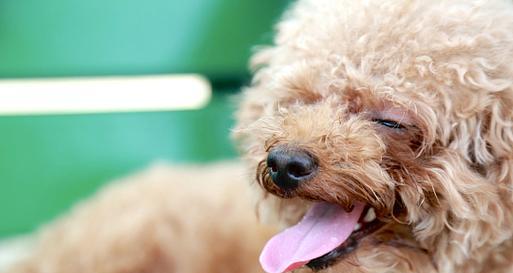 探秘卷毛狗狗的奇特魅力(卷毛狗狗的品种、特点及饲养技巧) 探秘卷毛狗狗的奇特魅力(卷毛狗狗的品种、特点及饲养技巧)