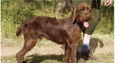 探秘卷毛狗狗的奇特魅力(卷毛狗狗的品种、特点及饲养技巧) 探秘卷毛狗狗的奇特魅力(卷毛狗狗的品种、特点及饲养技巧)