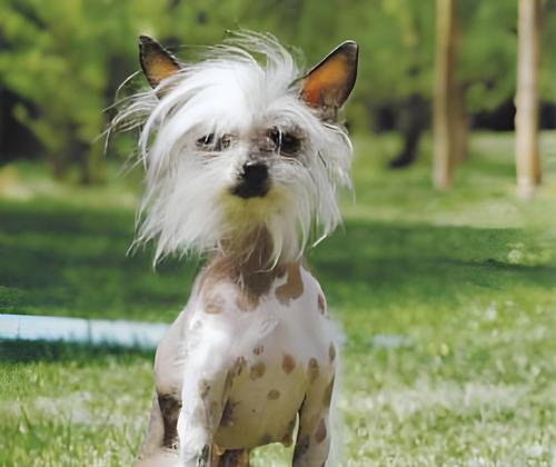 中国的犬种多样性与特点（探索中国犬种的丰富性及其对传统文化的贡献）