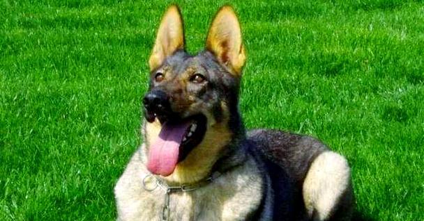 中国的犬种多样性与特点（探索中国犬种的丰富性及其对传统文化的贡献）