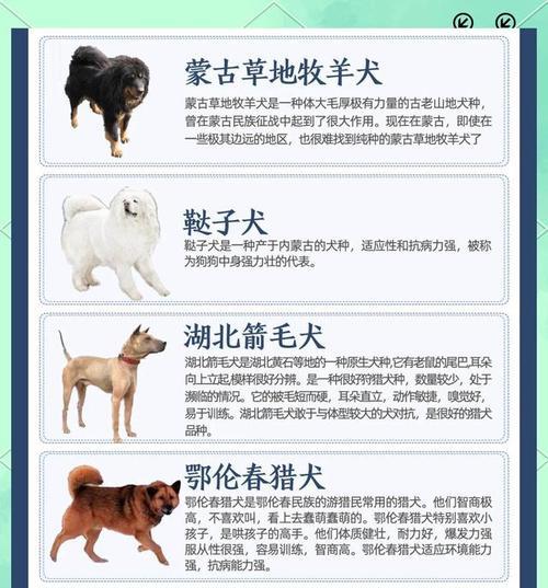 中国的犬种多样性与特点（探索中国犬种的丰富性及其对传统文化的贡献）