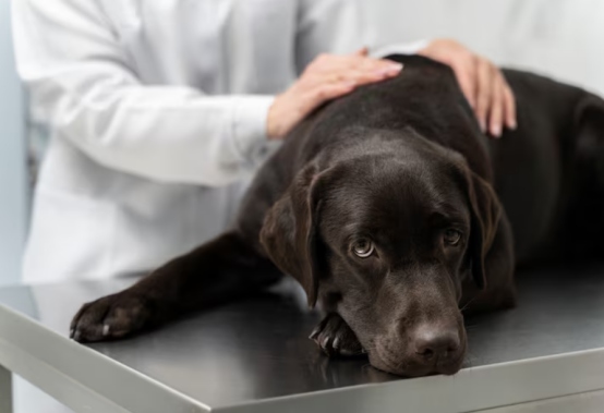 狗细小会传染人吗? 狗细小会传染人吗?