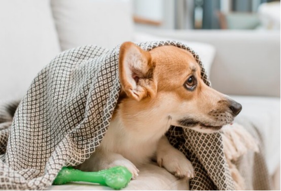 狗细小会传染人吗? 狗细小会不会传染给人?