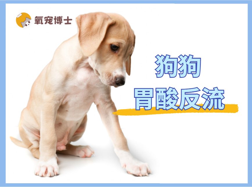 狗狗胃酸反流怎么办？