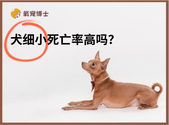 狗狗得细小死亡率高吗?取决于3个关键因素 狗狗得细小死亡率高吗?