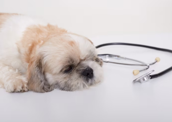 狗狗得细小死亡率高吗?取决于3个关键因素 狗狗细小死亡率