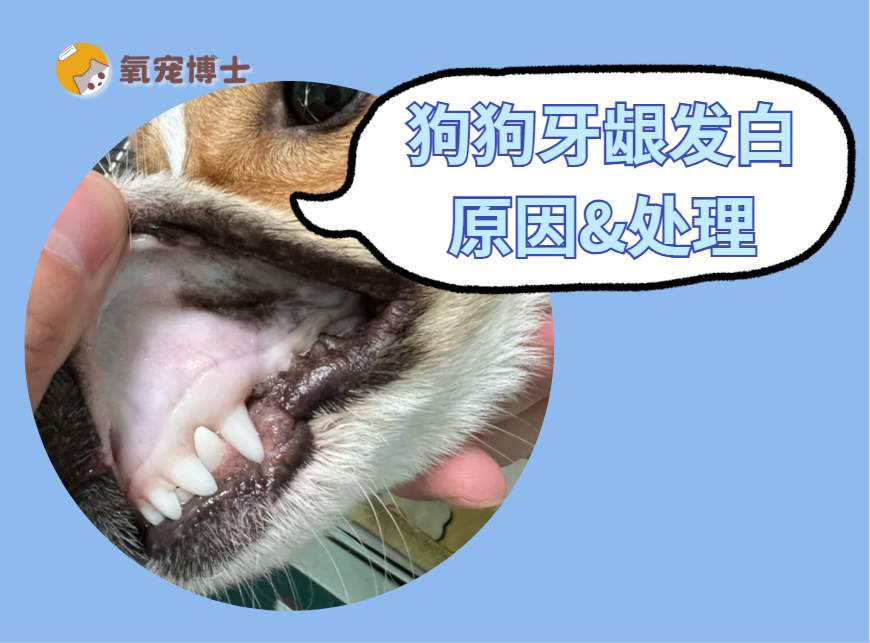 狗狗牙龈发白?别忽视,可能是这几种病在作祟 狗狗牙龈发白的原因