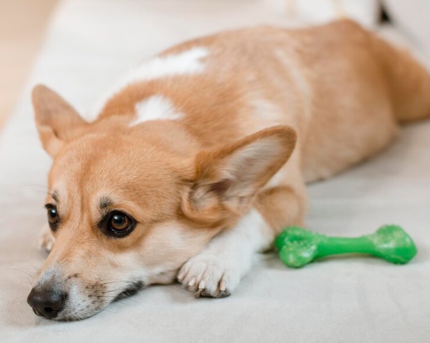 狗狗牙龈发白?别忽视,可能是这几种病在作祟 狗狗牙龈发白怎么办?