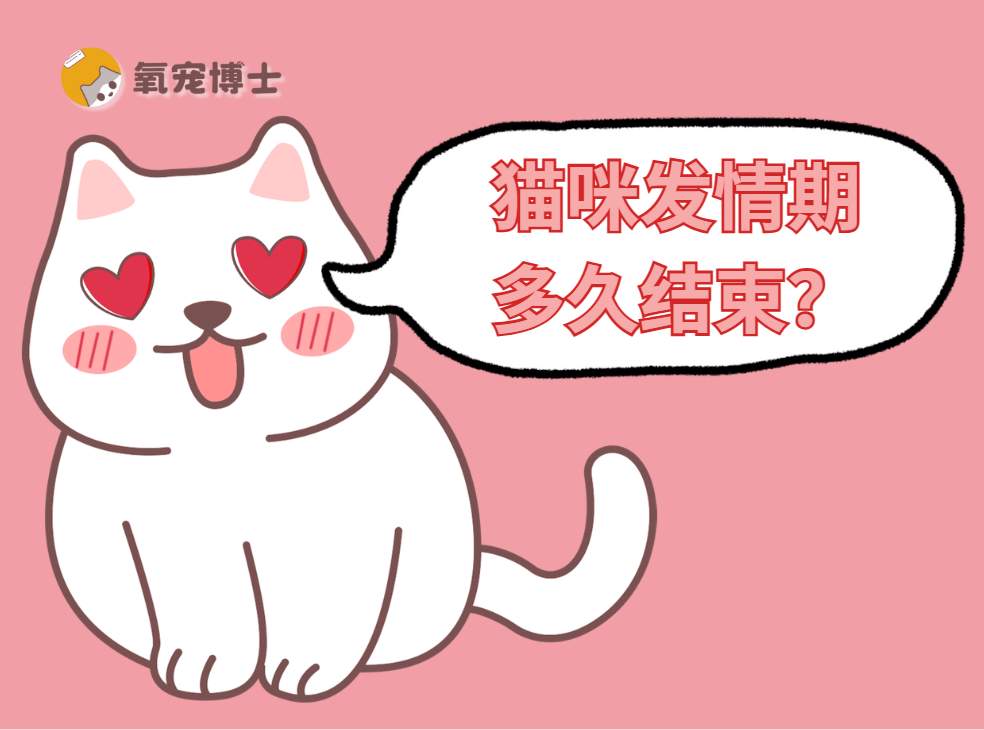 猫咪发情期多久结束?铲屎官必看的完整科普 猫咪发情期多久结束?