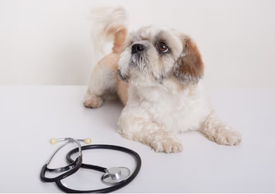 狗狗得细小死亡率高吗?取决于3个关键因素 狗狗得细小存活率高吗?