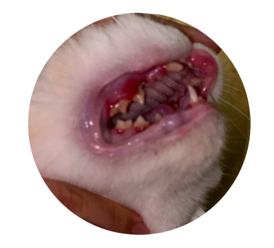 猫咪为什么会得口炎? 猫咪口炎的病因