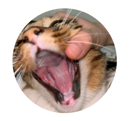 猫咪为什么会得口炎? 猫咪口炎怎么治疗?