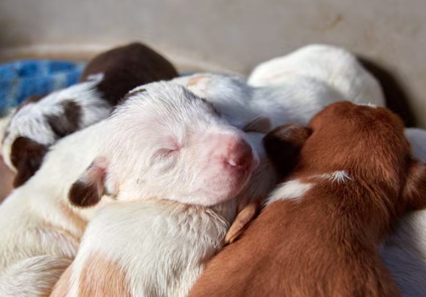 狗狗分娩前有什么征兆？