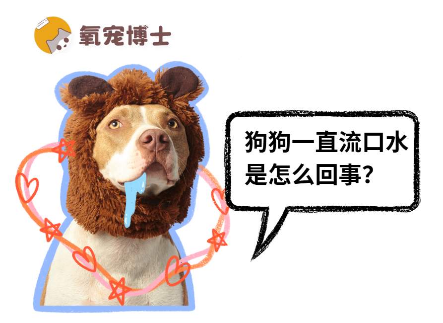 狗狗突然大量流口水?警惕这4种情况! 狗狗突然大量流口水